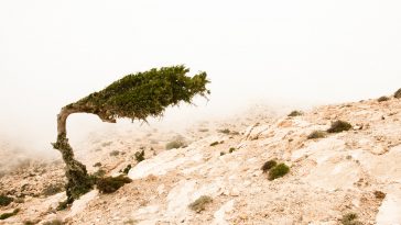 resilience psikolojik saglamlik bukonuda.com.jpg